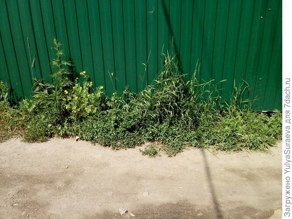 Заросли - участок 2