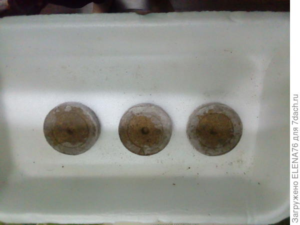 торфяные таблетки Джиффи