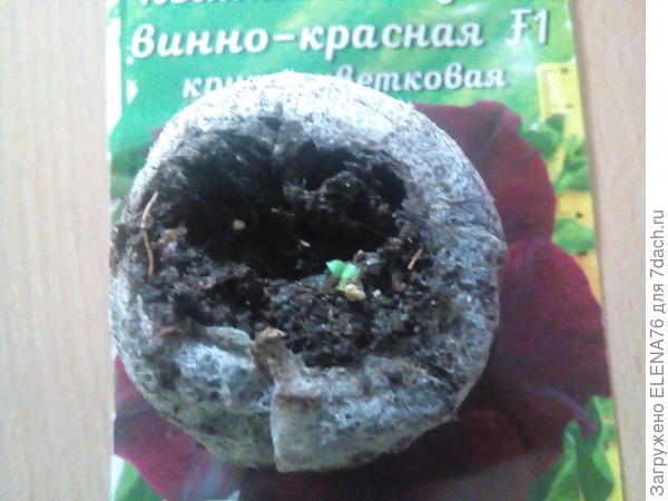 третья