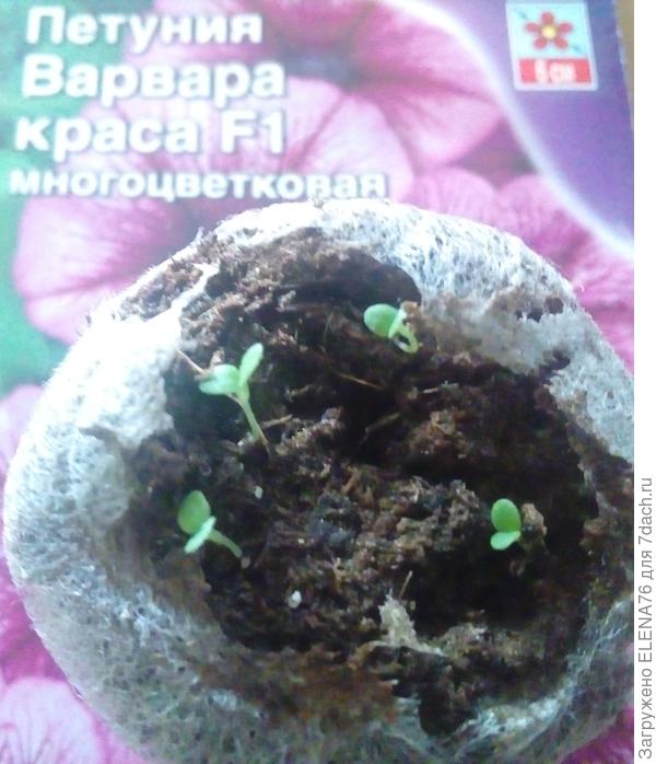 первая торфяная таблетка