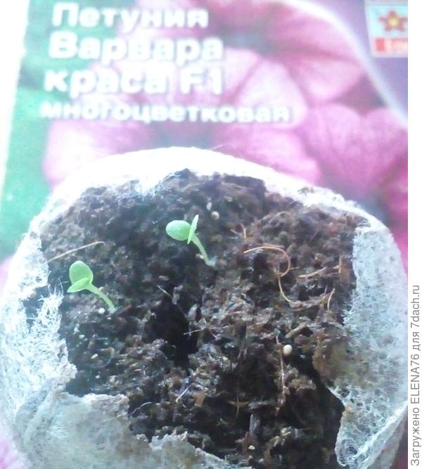 вторая таблетка