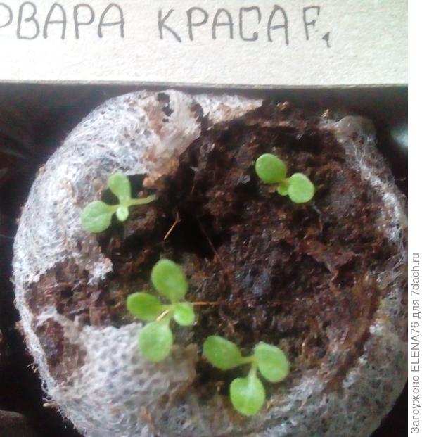 первая таблетка