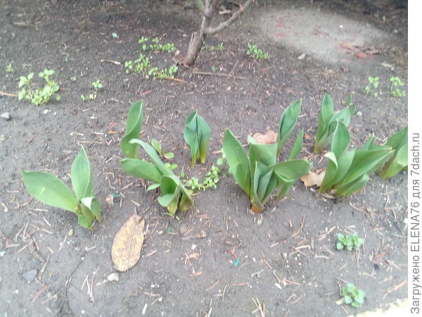 А так уже вылезли тюльпаны