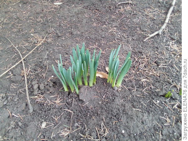 И нарциссы. У нас весна такая....... разная и не знаешь, что будет через час.