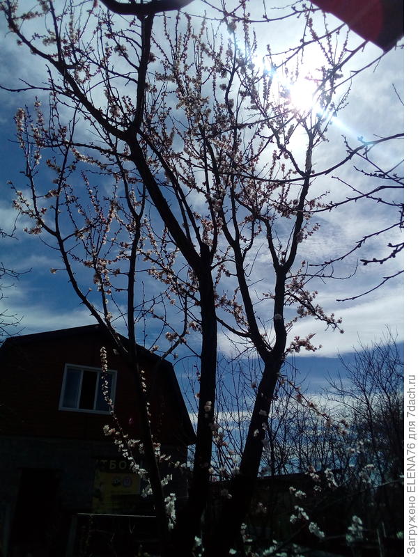 абрикос в цвету