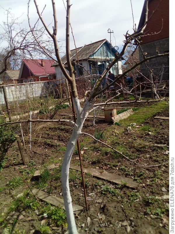 груша
