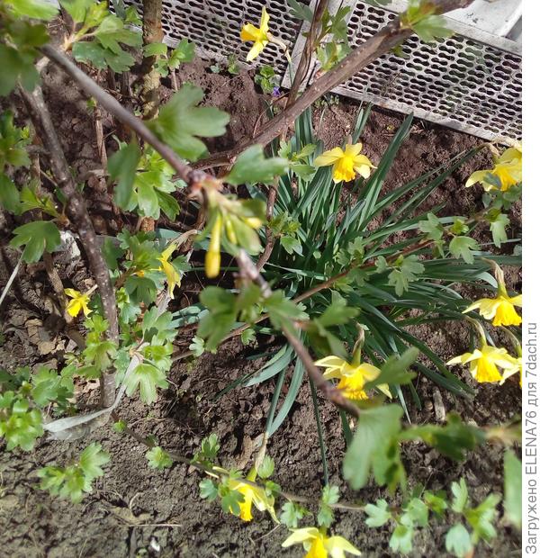 черная смородина