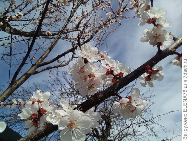 абрикос в цвету