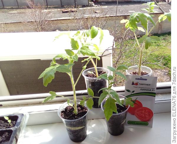 Лирика на первой прогулке