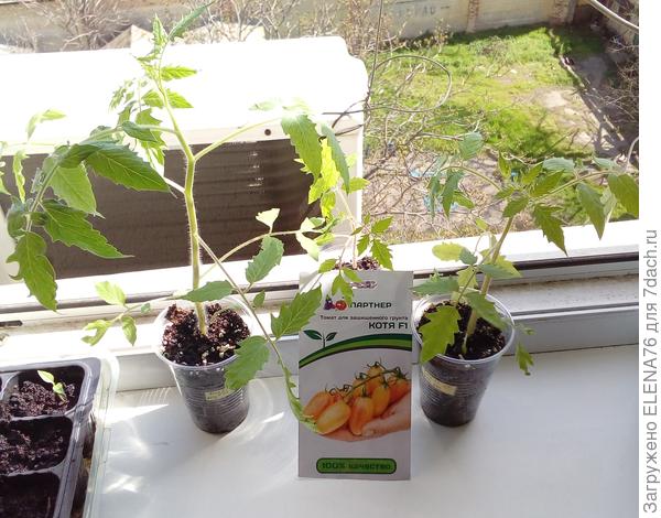 Котя на прогулке