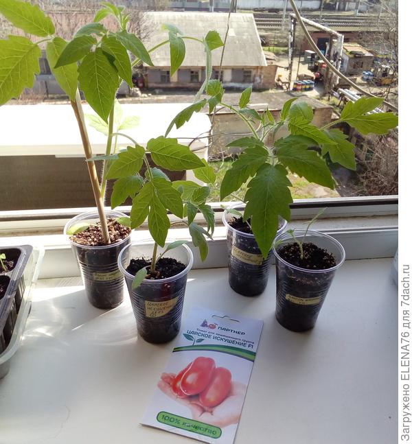 Царское искушение на прогулке