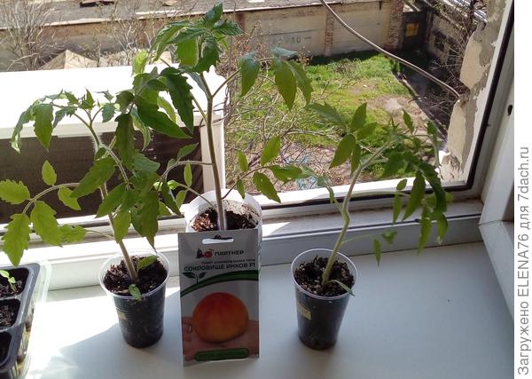 Сокровище инков на прогулке