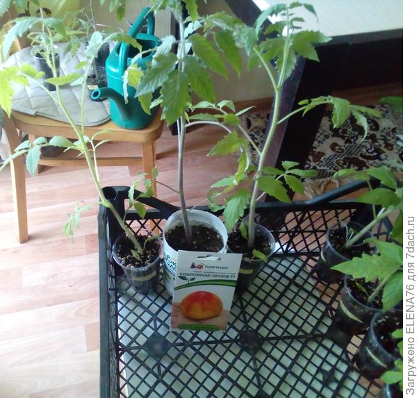 Сокровище инков F1