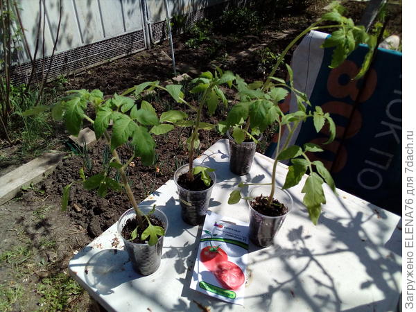 Лирика "почти на грядке"