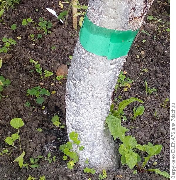 Ловчий пояс