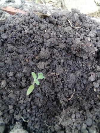 Томат Черный жемчуг