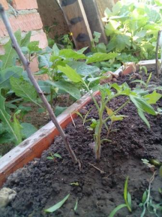 Томат Черный жемчуг