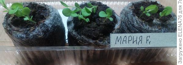 Петуния Мария перед пикировкой