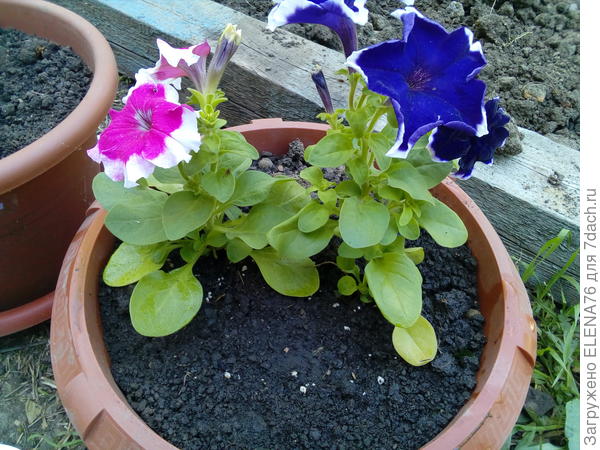 в горшке на даче