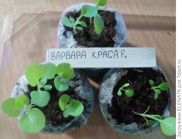 Петуния Варвара Краса перед пикировкой
