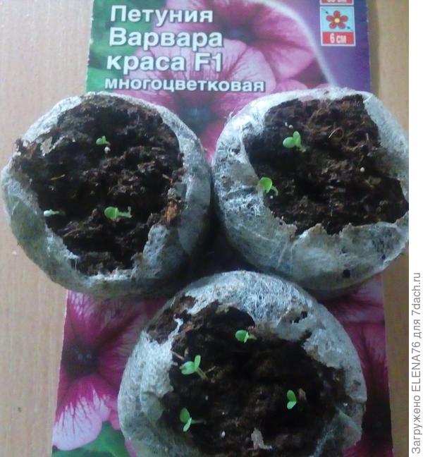 всходы