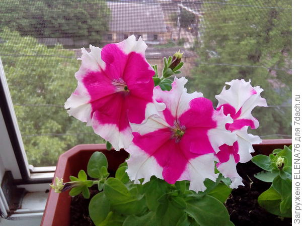 Цветение петунии Мария в контейнере на лоджии