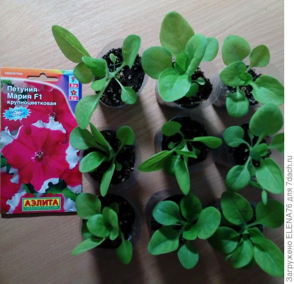 Петуния Мария перед перевалкой