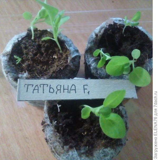 Петуния Татьяна перед пикировкой