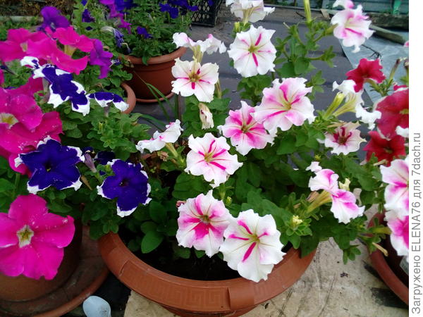 в горшке на даче