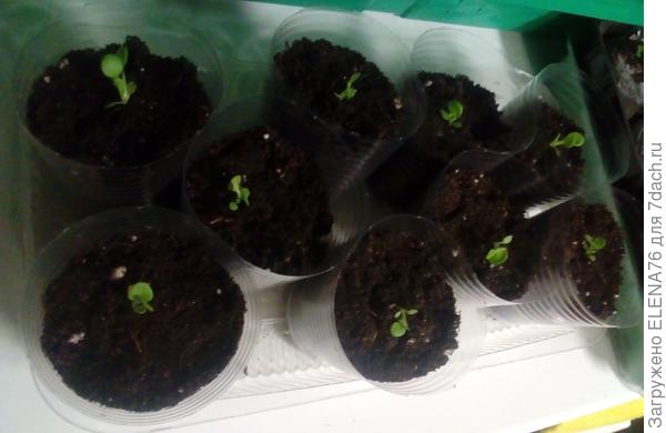 Петуния Мария после пикировки