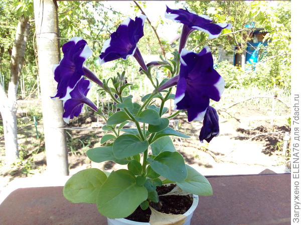 30.04 петуния