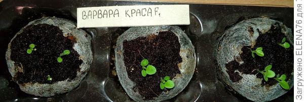 появление настоящего листа