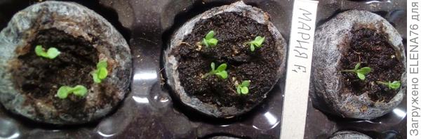 появление настоящего листа