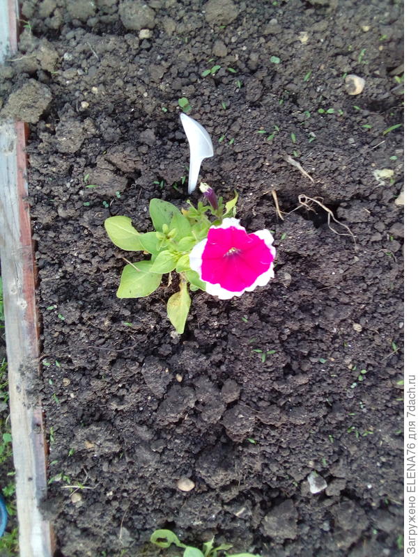 в открытом грунте