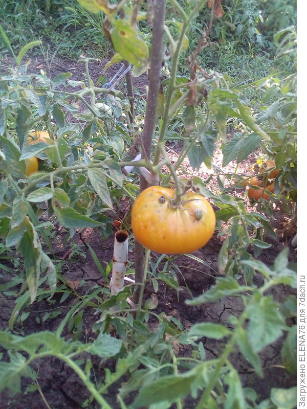 Томат Лисенок и зеленый клоп