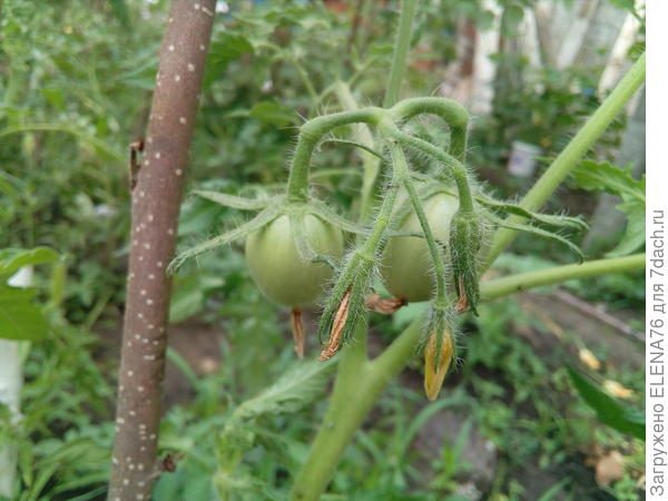 Томат Лисенок