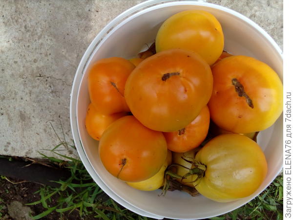 Томат Лисенок