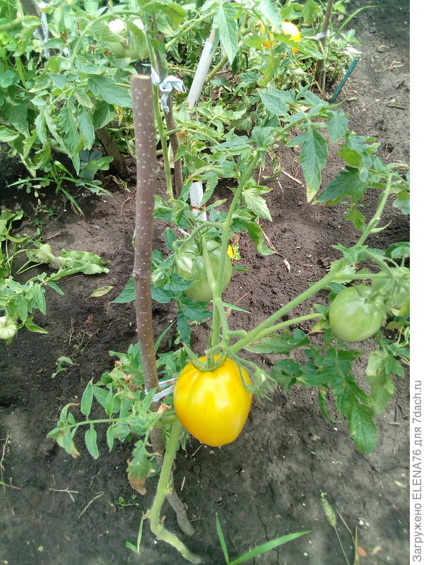 Томат Лисенок