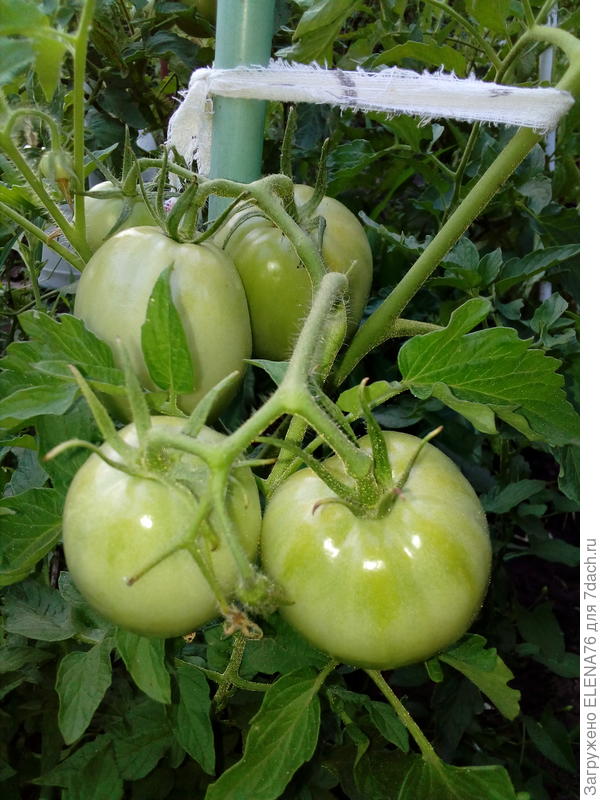 Томат Лисенок