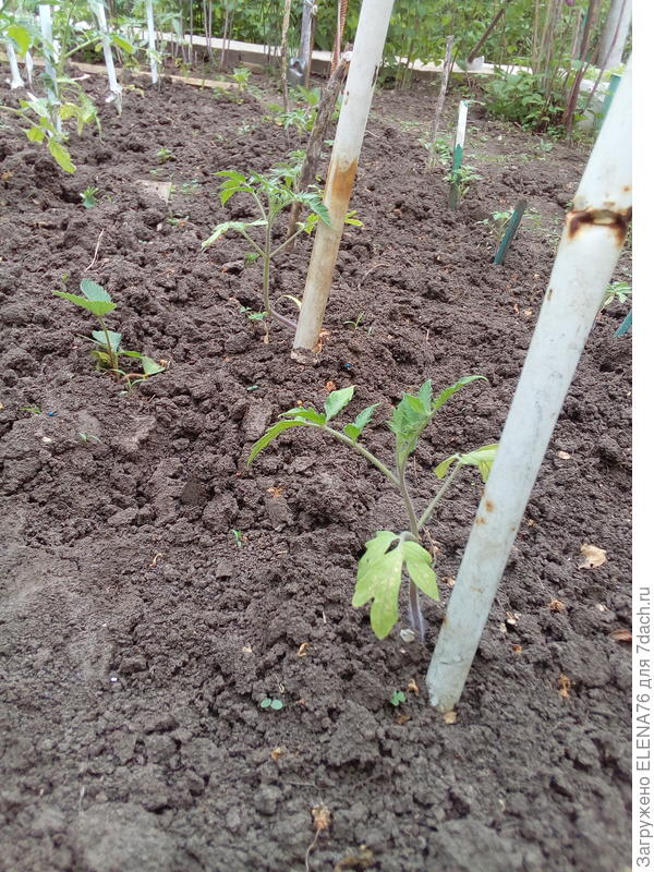 Томат Лисенок