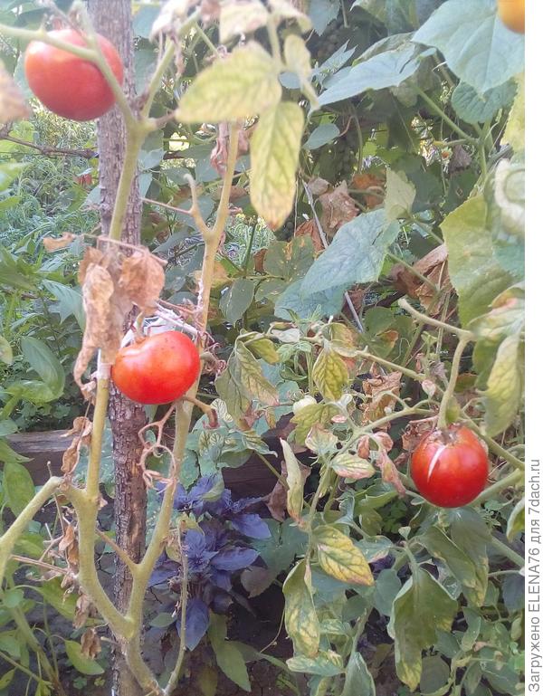 Большая мамочка