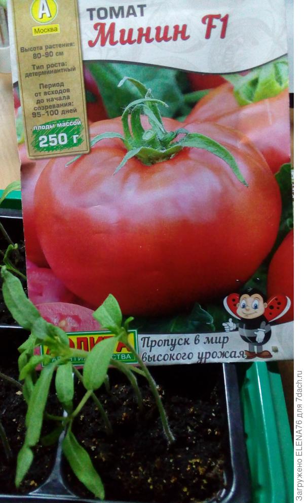 Всходы томата МИНИН