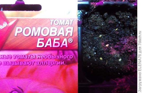 Посев семян томата Ромовая баба