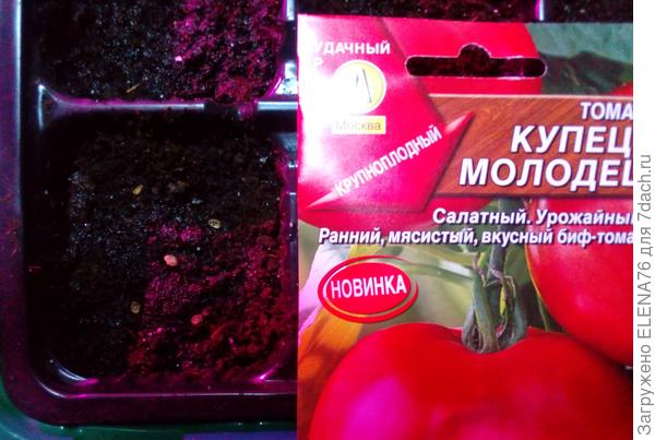Посев семян томата Купец-молодец