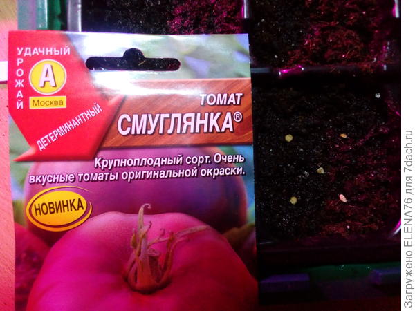 Посев семян томата Смуглянка