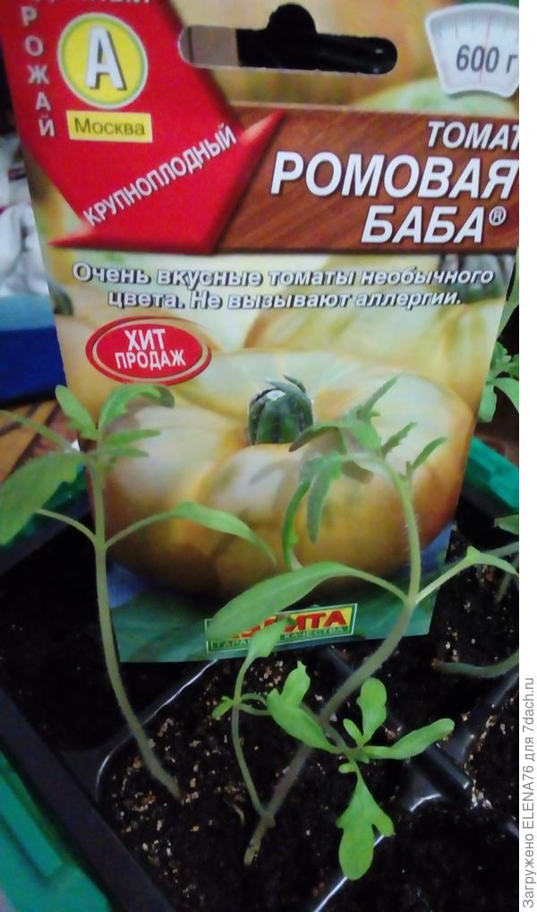 Томат Ромовая баба