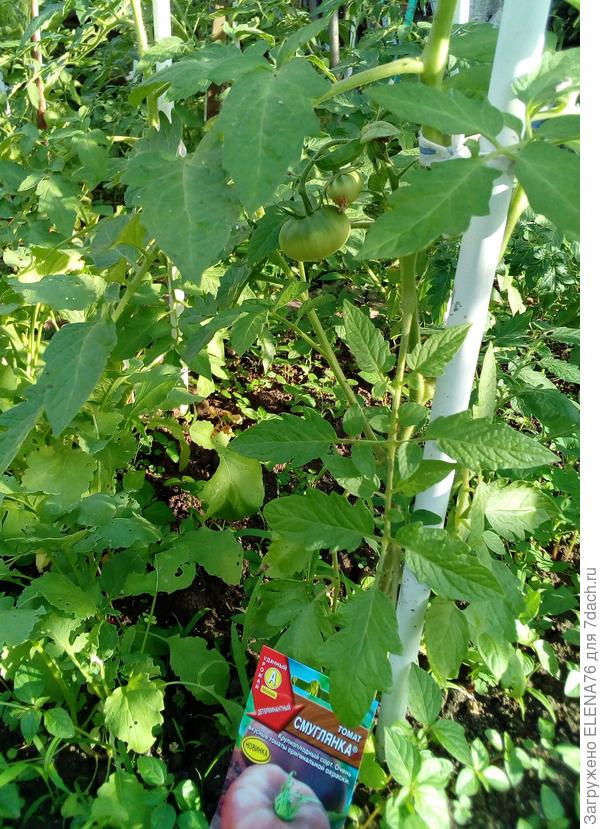 Томат Смуглянка