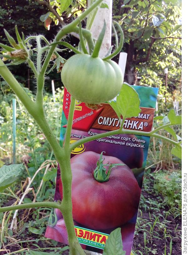 Томат Смуглянка