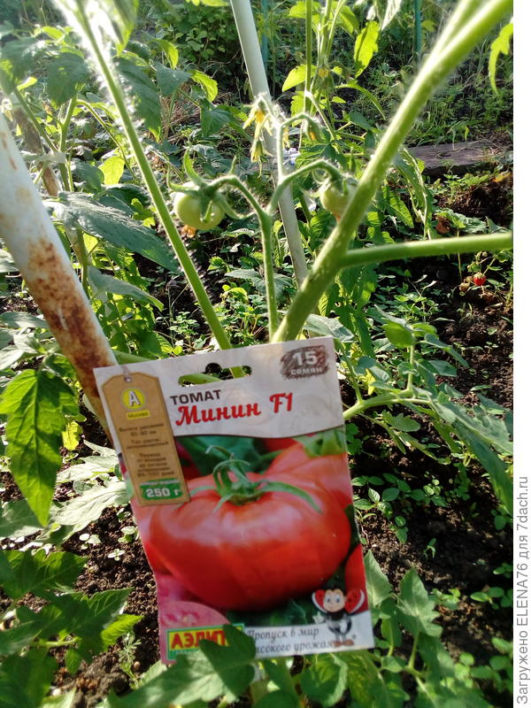Томат Минин F1