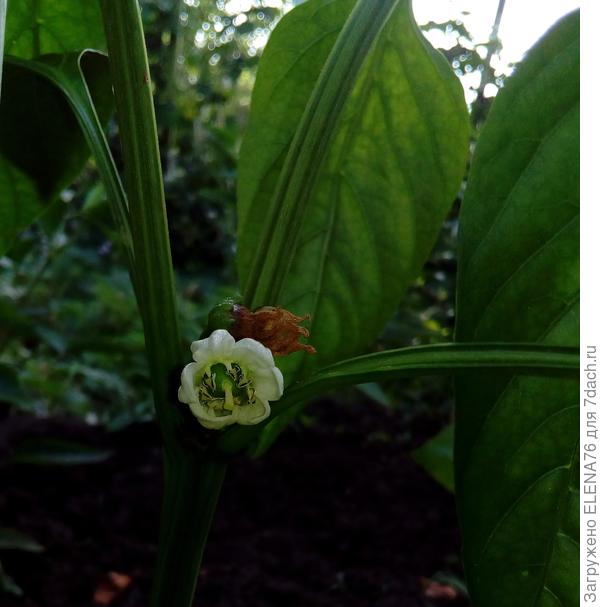 Перец сладкий БИГ ГЕРЛ